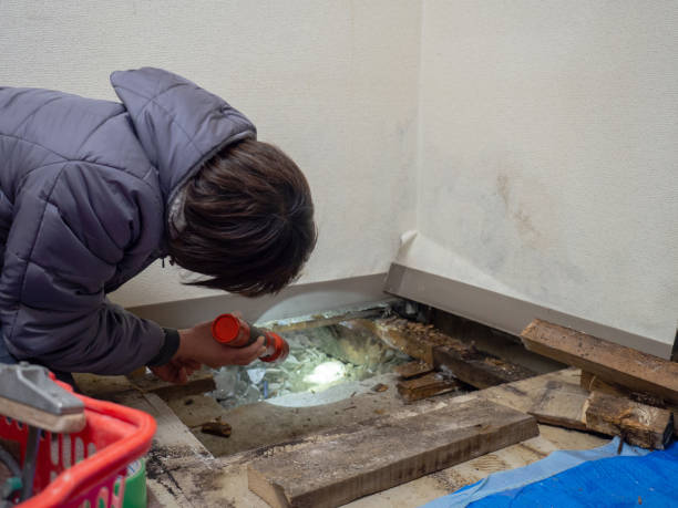  Montclair, VA Mold Removal Pros