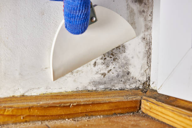  Montclair, VA Mold Removal Pros